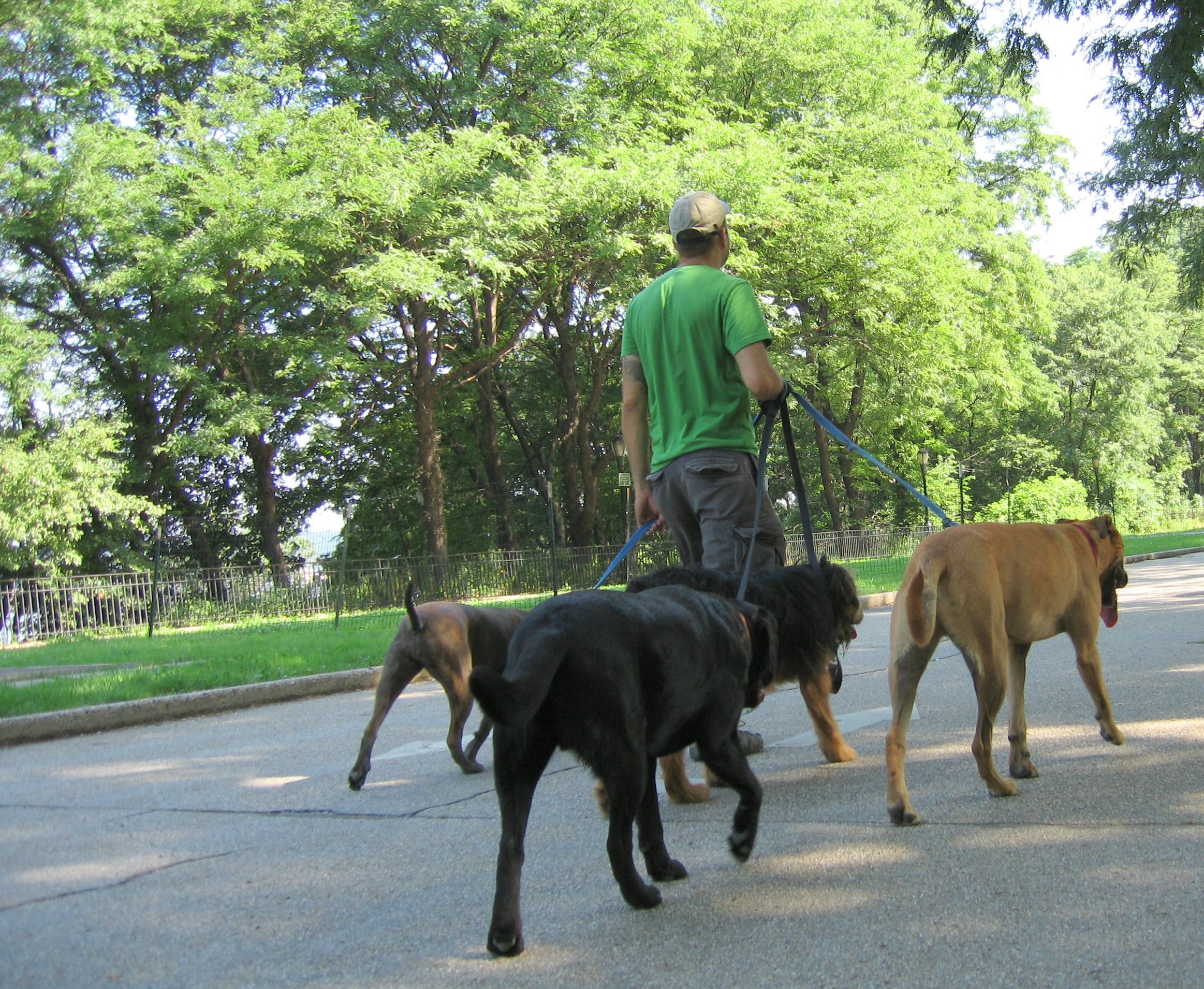 professional dog walkers association